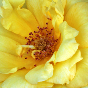 Интернет-Магазин Растений - Poзa Адсон фон Мелк - желтая - Роза флорибунда  - - - Дельбар - Яркие, темно-желтые в группах распускающиеся декоративные цветы зацветают с середины лета.